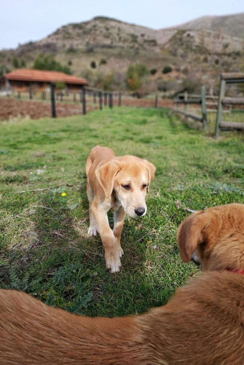 Orias Guesthouse & Farm Kalavryta Buitenkant foto